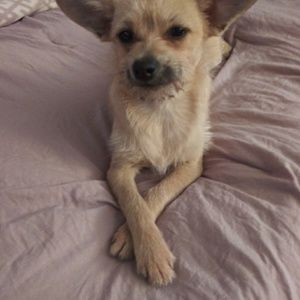 Meet your Posher, Connie peggi